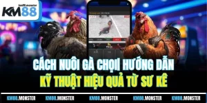cách nuôi gà chọi