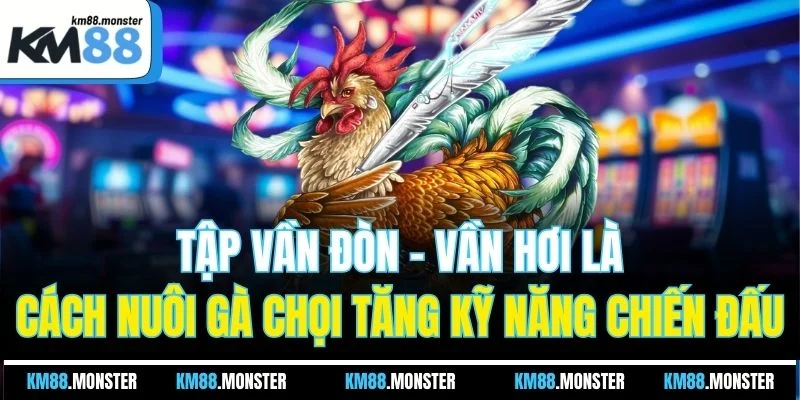 Tập vần đòn - vần hơi là cách nuôi gà chọi tăng kỹ năng chiến đấu